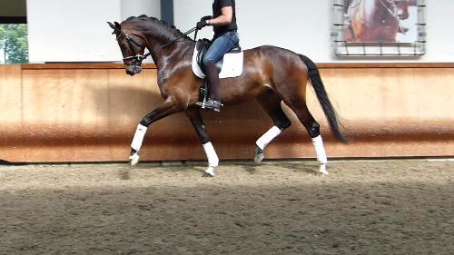 dressage horse trained to second level